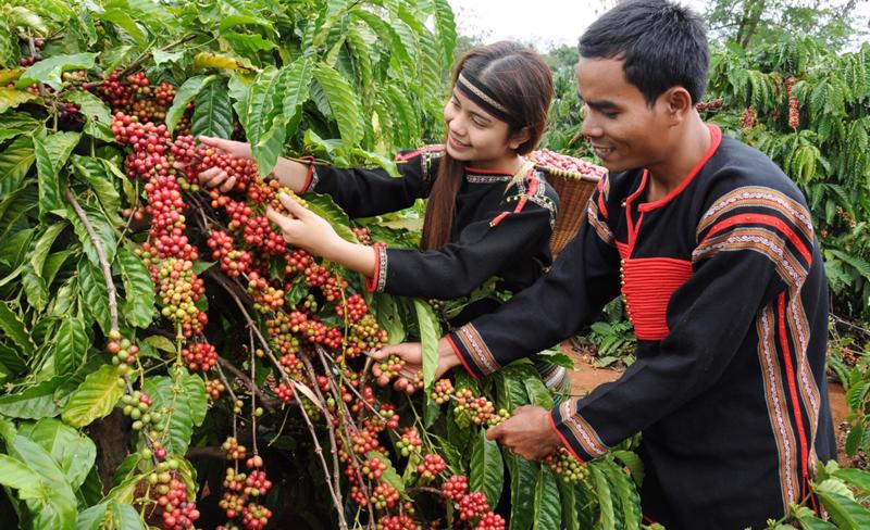 trai-nghiem-van-hoa-ca-phe-doc-dao-o-buon-ma-thuot